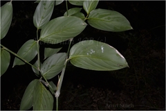 Phrynium placentarium